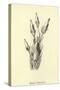 Bassia Palealensis-Edward Lear-Stretched Canvas