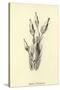 Bassia Palealensis-Edward Lear-Stretched Canvas