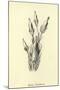 Bassia Palealensis-Edward Lear-Mounted Giclee Print