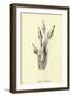 Bassia Palealensis-Edward Lear-Framed Giclee Print