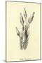 Bassia Palealensis-Edward Lear-Mounted Giclee Print