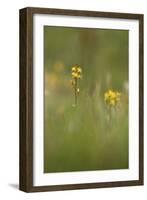 bastard asphodel, bog asphodel, Narthecium ossifragum-olbor-Framed Photographic Print