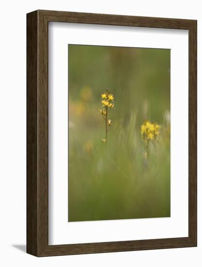 bastard asphodel, bog asphodel, Narthecium ossifragum-olbor-Framed Photographic Print