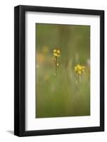 bastard asphodel, bog asphodel, Narthecium ossifragum-olbor-Framed Photographic Print