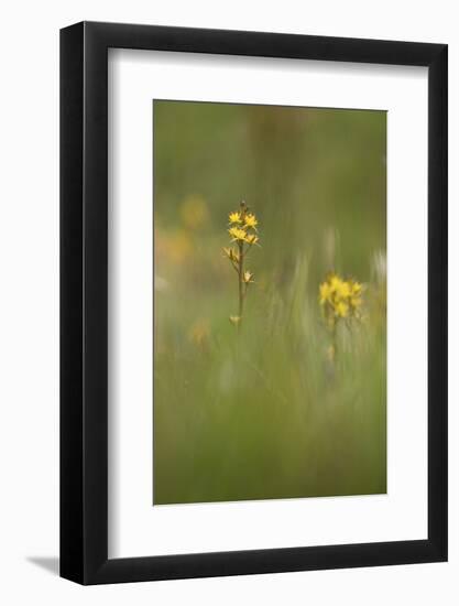 bastard asphodel, bog asphodel, Narthecium ossifragum-olbor-Framed Photographic Print