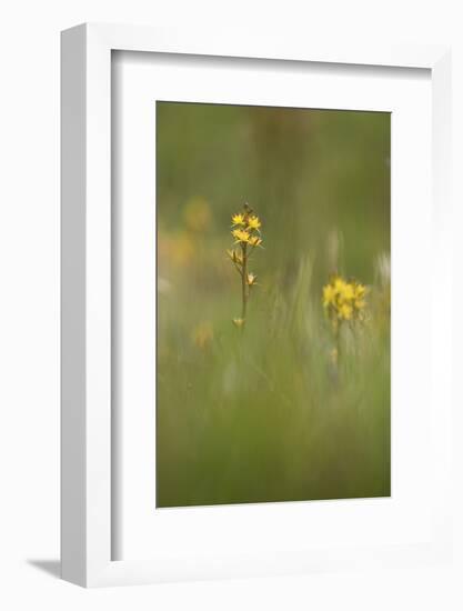 bastard asphodel, bog asphodel, Narthecium ossifragum-olbor-Framed Photographic Print