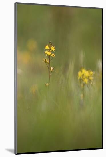 bastard asphodel, bog asphodel, Narthecium ossifragum-olbor-Mounted Photographic Print