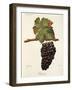 Bastardo Grape-J. Troncy-Framed Giclee Print