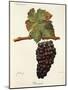 Bastardo Grape-J. Troncy-Mounted Giclee Print