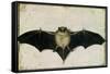 Bat, 1522-Albrecht Dürer-Framed Stretched Canvas