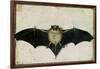 Bat, 1522-Albrecht Dürer-Framed Giclee Print