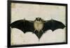 Bat, 1522-Albrecht Dürer-Framed Giclee Print