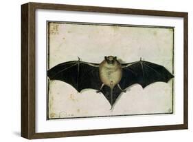 Bat, 1522-Albrecht Dürer-Framed Giclee Print