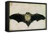 Bat, 1522-Albrecht Dürer-Framed Stretched Canvas