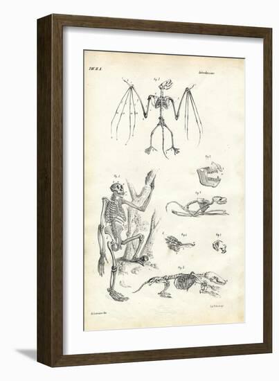 Bat, 1863-79-Raimundo Petraroja-Framed Giclee Print