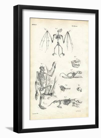 Bat, 1863-79-Raimundo Petraroja-Framed Giclee Print