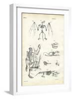 Bat, 1863-79-Raimundo Petraroja-Framed Giclee Print