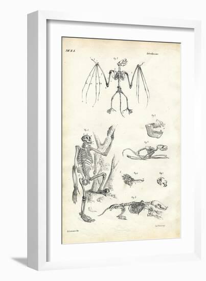 Bat, 1863-79-Raimundo Petraroja-Framed Giclee Print