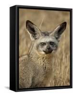 Bat-Eared Fox (Otocyon Megalotis), Masai Mara National Reserve, Kenya, East Africa, Africa-James Hager-Framed Stretched Canvas