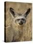 Bat-Eared Fox (Otocyon Megalotis), Masai Mara National Reserve, Kenya, East Africa, Africa-James Hager-Stretched Canvas