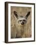 Bat-Eared Fox (Otocyon Megalotis), Masai Mara National Reserve, Kenya, East Africa, Africa-James Hager-Framed Photographic Print