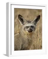 Bat-Eared Fox (Otocyon Megalotis), Masai Mara National Reserve, Kenya, East Africa, Africa-James Hager-Framed Photographic Print