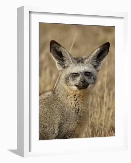 Bat-Eared Fox (Otocyon Megalotis), Masai Mara National Reserve, Kenya, East Africa, Africa-James Hager-Framed Photographic Print