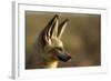 Bat-Eared Fox (Otocyon Megalotis) Portrait, Namib-Naukluft National Park, Namib Desert, Namibia-Solvin Zankl-Framed Photographic Print