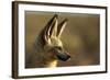 Bat-Eared Fox (Otocyon Megalotis) Portrait, Namib-Naukluft National Park, Namib Desert, Namibia-Solvin Zankl-Framed Photographic Print