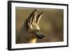 Bat-Eared Fox (Otocyon Megalotis) Portrait, Namib-Naukluft National Park, Namib Desert, Namibia-Solvin Zankl-Framed Photographic Print