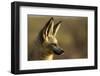 Bat-Eared Fox (Otocyon Megalotis) Portrait, Namib-Naukluft National Park, Namib Desert, Namibia-Solvin Zankl-Framed Photographic Print