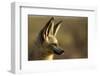 Bat-Eared Fox (Otocyon Megalotis) Portrait, Namib-Naukluft National Park, Namib Desert, Namibia-Solvin Zankl-Framed Photographic Print