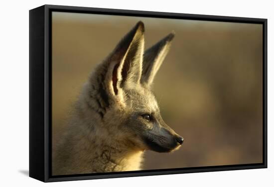 Bat-Eared Fox (Otocyon Megalotis) Portrait, Namib-Naukluft National Park, Namib Desert, Namibia-Solvin Zankl-Framed Stretched Canvas