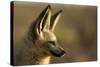 Bat-Eared Fox (Otocyon Megalotis) Portrait, Namib-Naukluft National Park, Namib Desert, Namibia-Solvin Zankl-Stretched Canvas