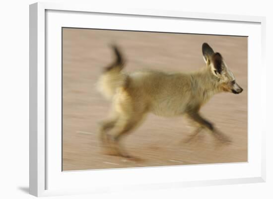 Bat-Eared Fox (Otocyon Megalotis) Running, Blurred Motion Photograph, Namib-Naukluft National Park-Solvin Zankl-Framed Photographic Print