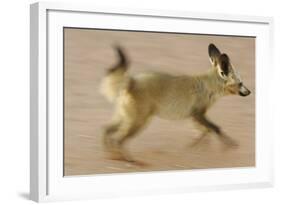 Bat-Eared Fox (Otocyon Megalotis) Running, Blurred Motion Photograph, Namib-Naukluft National Park-Solvin Zankl-Framed Photographic Print