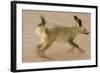 Bat-Eared Fox (Otocyon Megalotis) Running, Blurred Motion Photograph, Namib-Naukluft National Park-Solvin Zankl-Framed Photographic Print
