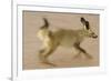 Bat-Eared Fox (Otocyon Megalotis) Running, Blurred Motion Photograph, Namib-Naukluft National Park-Solvin Zankl-Framed Photographic Print