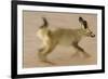 Bat-Eared Fox (Otocyon Megalotis) Running, Blurred Motion Photograph, Namib-Naukluft National Park-Solvin Zankl-Framed Photographic Print