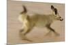 Bat-Eared Fox (Otocyon Megalotis) Running, Blurred Motion Photograph, Namib-Naukluft National Park-Solvin Zankl-Mounted Photographic Print