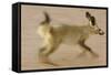 Bat-Eared Fox (Otocyon Megalotis) Running, Blurred Motion Photograph, Namib-Naukluft National Park-Solvin Zankl-Framed Stretched Canvas