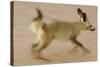 Bat-Eared Fox (Otocyon Megalotis) Running, Blurred Motion Photograph, Namib-Naukluft National Park-Solvin Zankl-Stretched Canvas