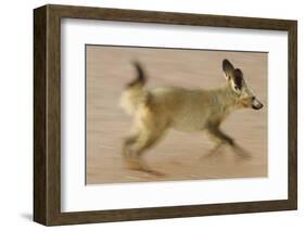 Bat-Eared Fox (Otocyon Megalotis) Running, Blurred Motion Photograph, Namib-Naukluft National Park-Solvin Zankl-Framed Photographic Print