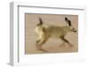 Bat-Eared Fox (Otocyon Megalotis) Running, Blurred Motion Photograph, Namib-Naukluft National Park-Solvin Zankl-Framed Photographic Print