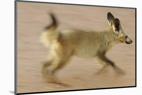 Bat-Eared Fox (Otocyon Megalotis) Running, Blurred Motion Photograph, Namib-Naukluft National Park-Solvin Zankl-Mounted Photographic Print