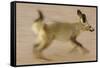 Bat-Eared Fox (Otocyon Megalotis) Running, Blurred Motion Photograph, Namib-Naukluft National Park-Solvin Zankl-Framed Stretched Canvas