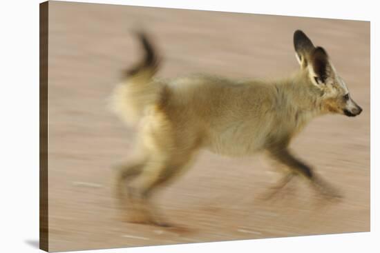 Bat-Eared Fox (Otocyon Megalotis) Running, Blurred Motion Photograph, Namib-Naukluft National Park-Solvin Zankl-Stretched Canvas