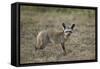 Bat-Eared Fox (Otocyon Megalotis), Serengeti National Park, Tanzania, East Africa, Africa-James Hager-Framed Stretched Canvas