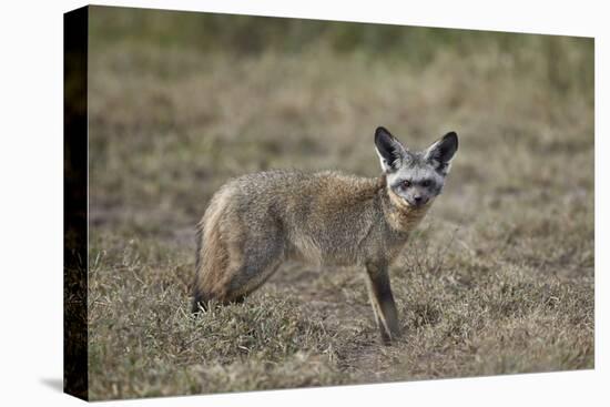 Bat-Eared Fox (Otocyon Megalotis), Serengeti National Park, Tanzania, East Africa, Africa-James Hager-Stretched Canvas