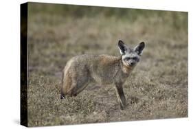 Bat-Eared Fox (Otocyon Megalotis), Serengeti National Park, Tanzania, East Africa, Africa-James Hager-Stretched Canvas